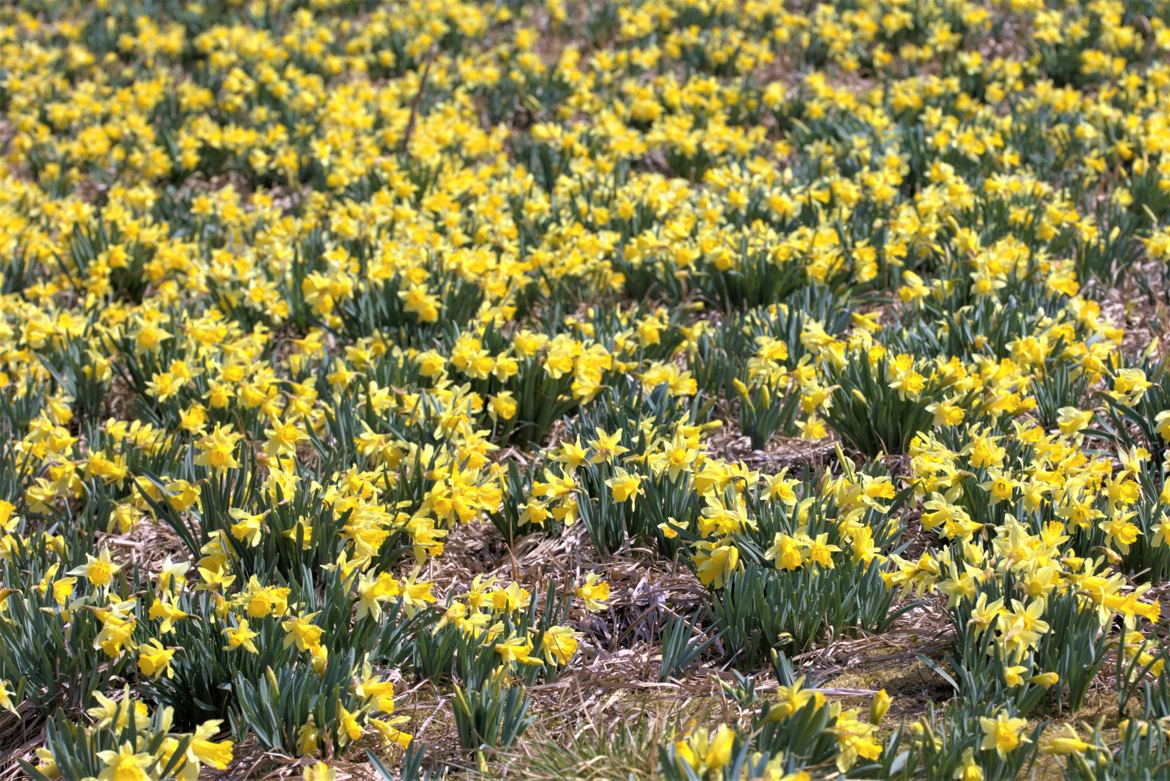 Champ de fleur