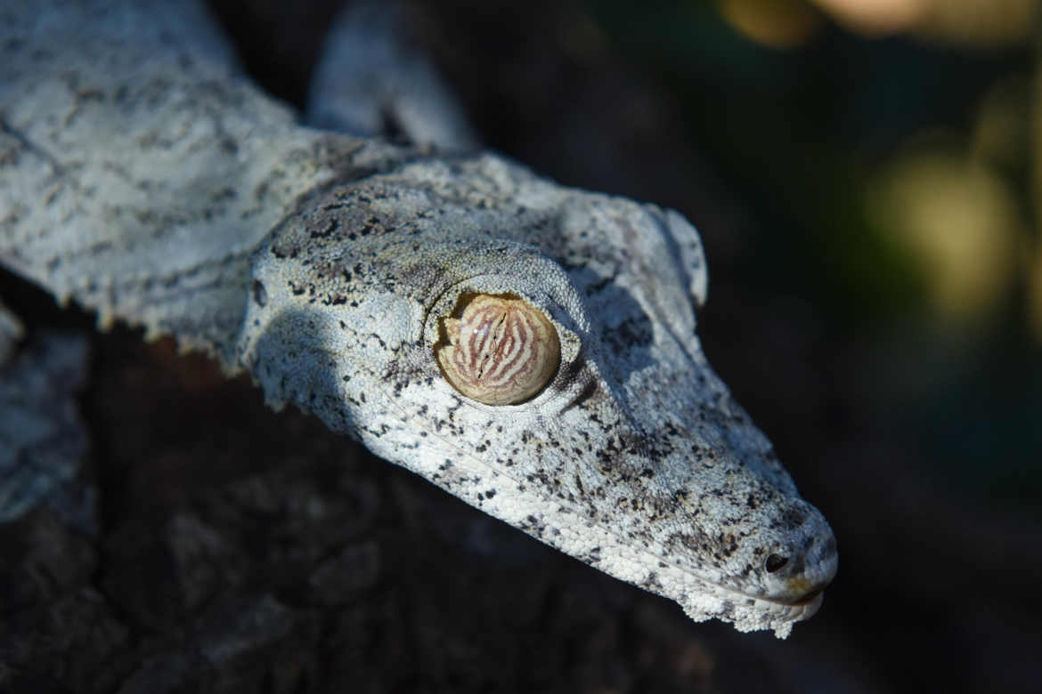 Portrait d'un Gecko à queue feuillue
