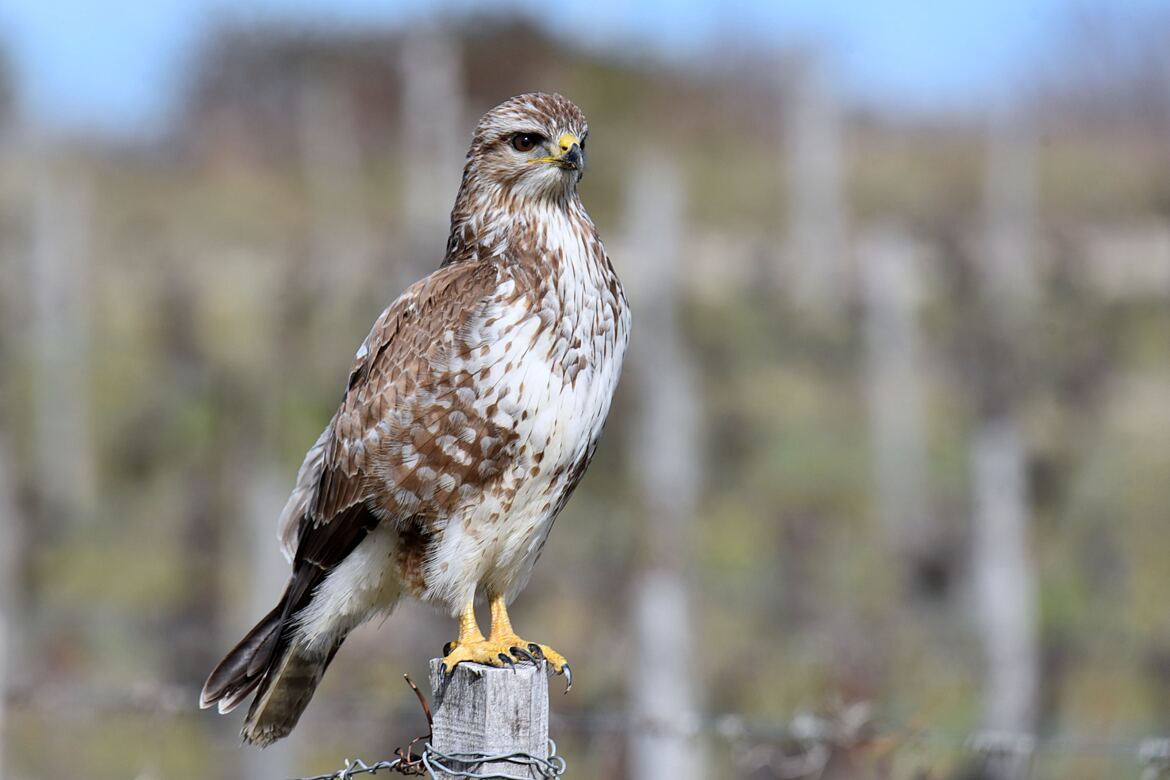 L’ombre du danger plane déjà