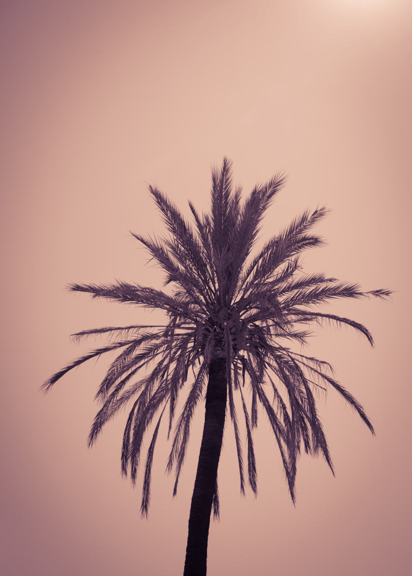 palmier isolé