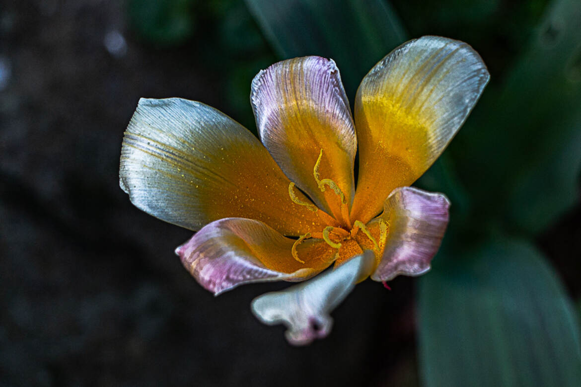 tulipe au coeur d'or