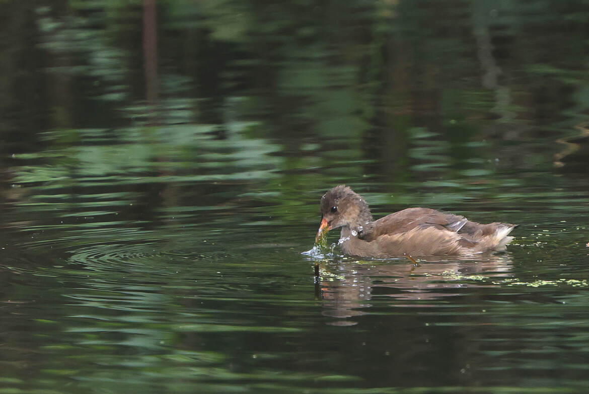 nouvelle génération sur la rivière