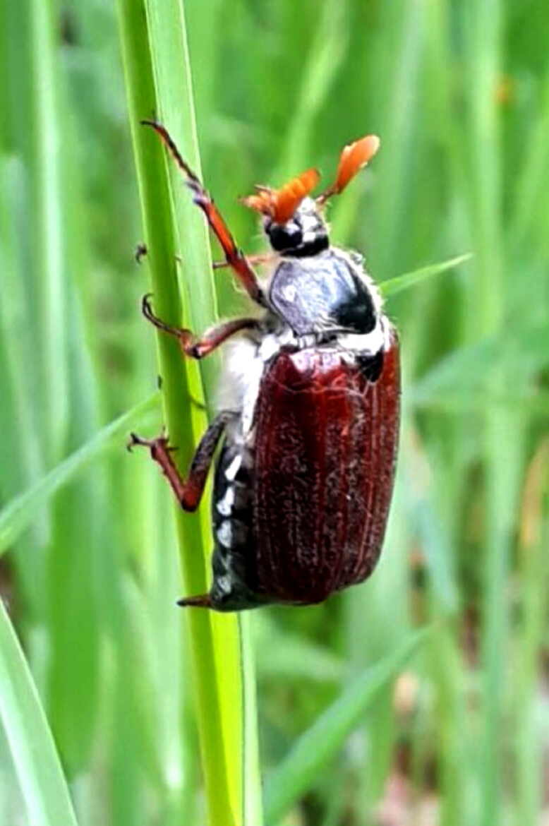 Hanneton l'équilibriste