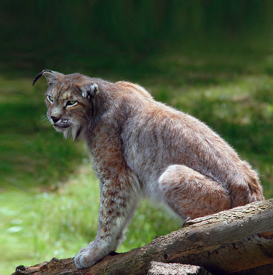 Vieux Lynx