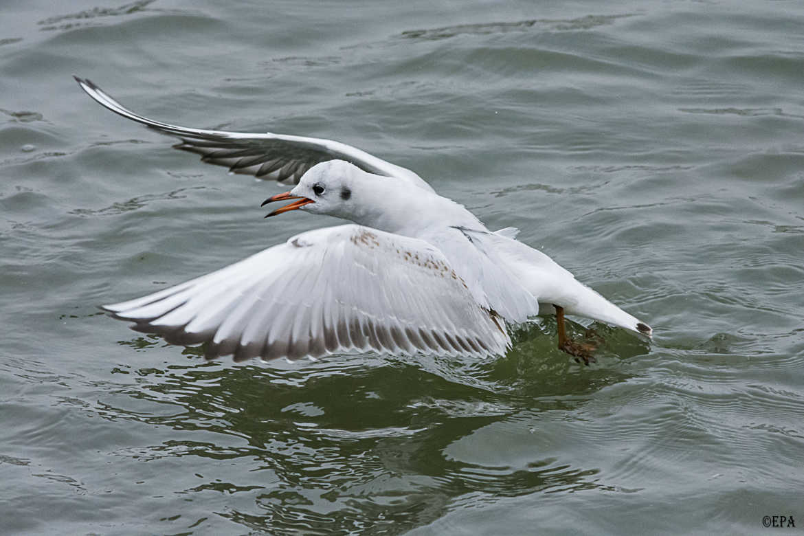 l'envole de la mouette