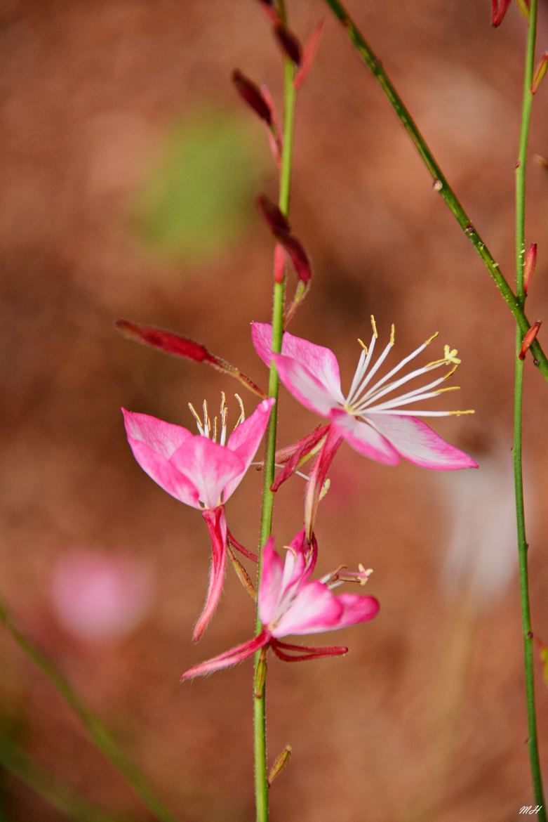 Compo en rose