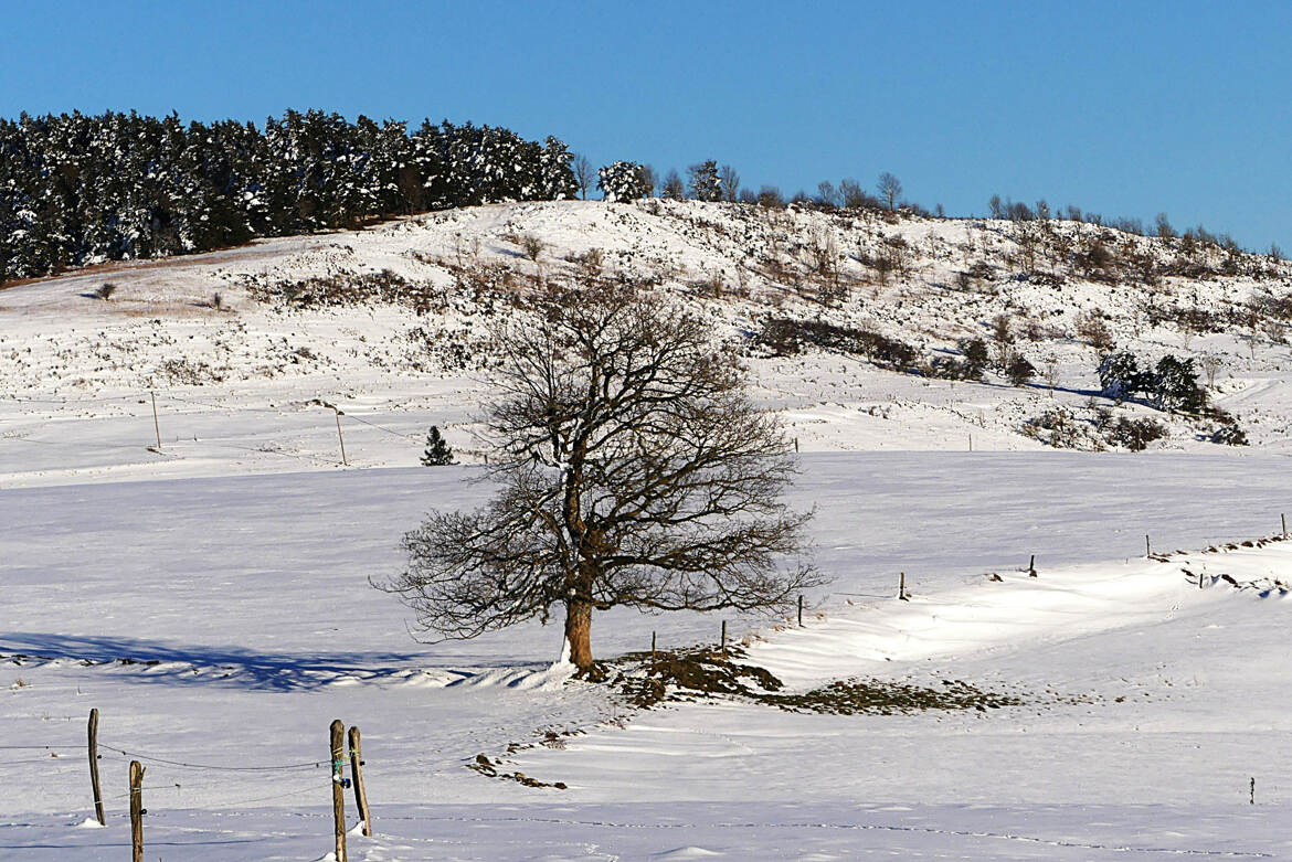 L'arbre solitaire