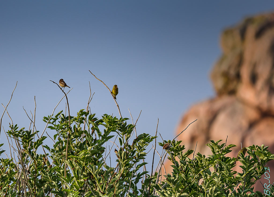 Oiseaux et granit rose