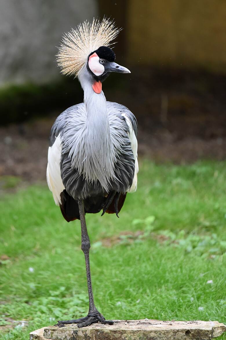 Quand ton coiffeur te dit : 'Je te fais un dégradé... mais seulement sur une patte !
