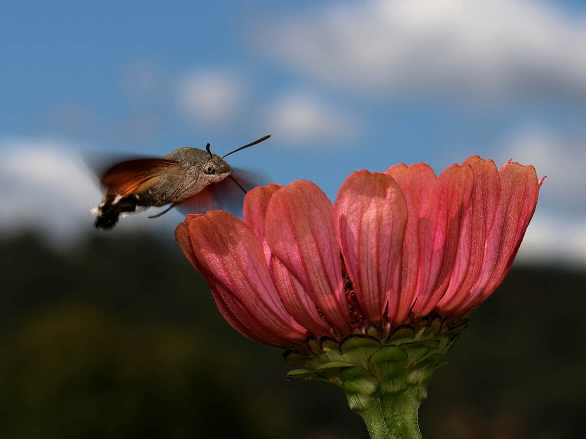 Dans le jardin... un ballet aérien