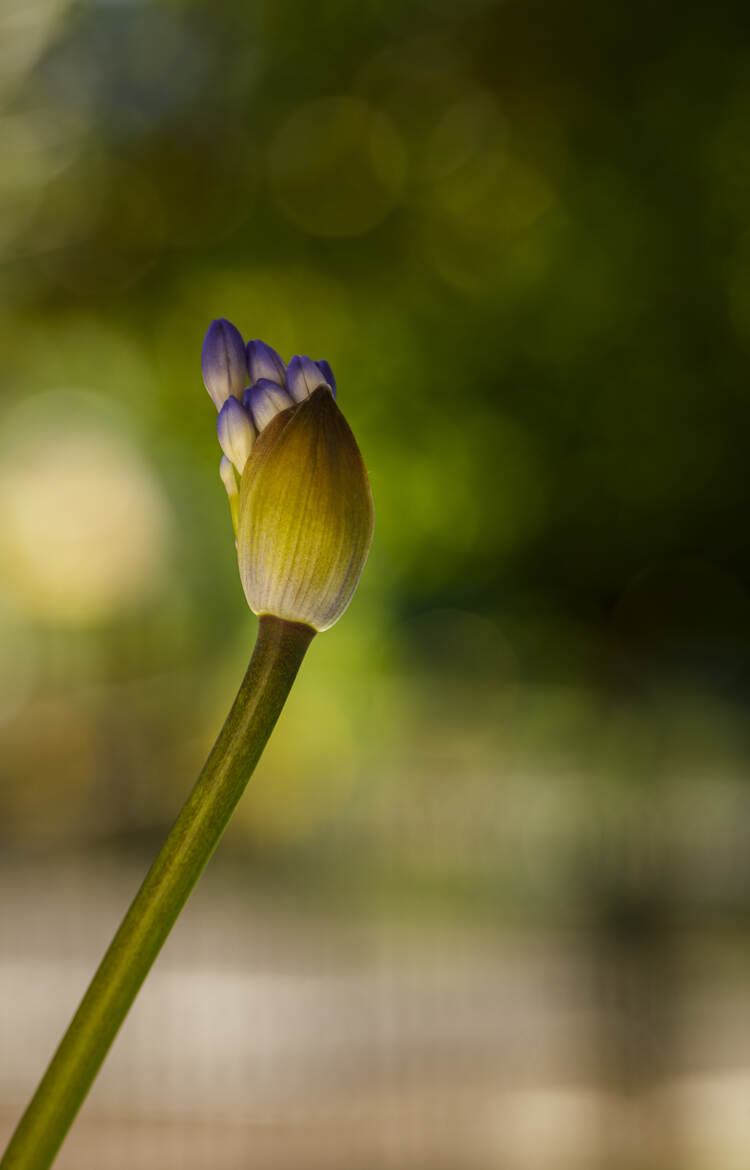 L’anthèse de l'Agapanthe