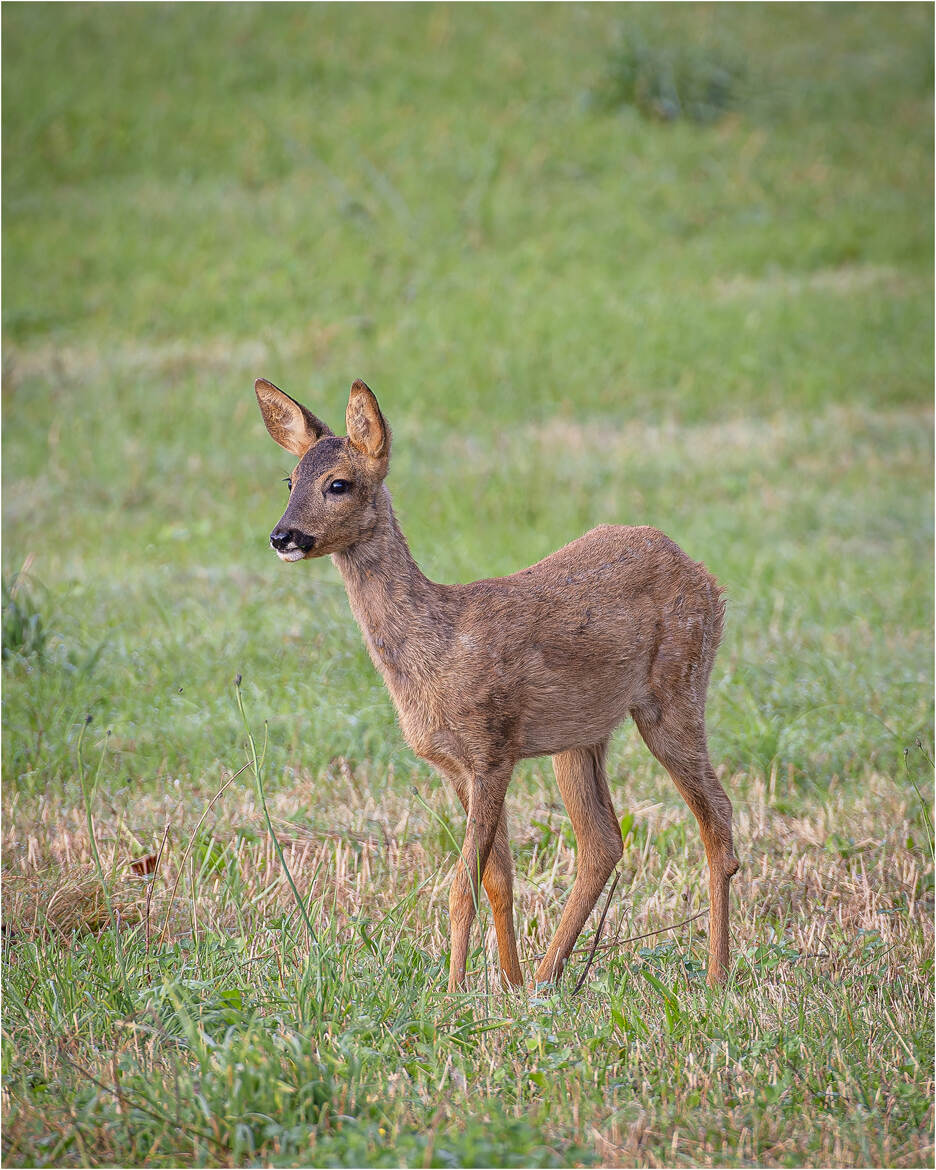 Bambi ..