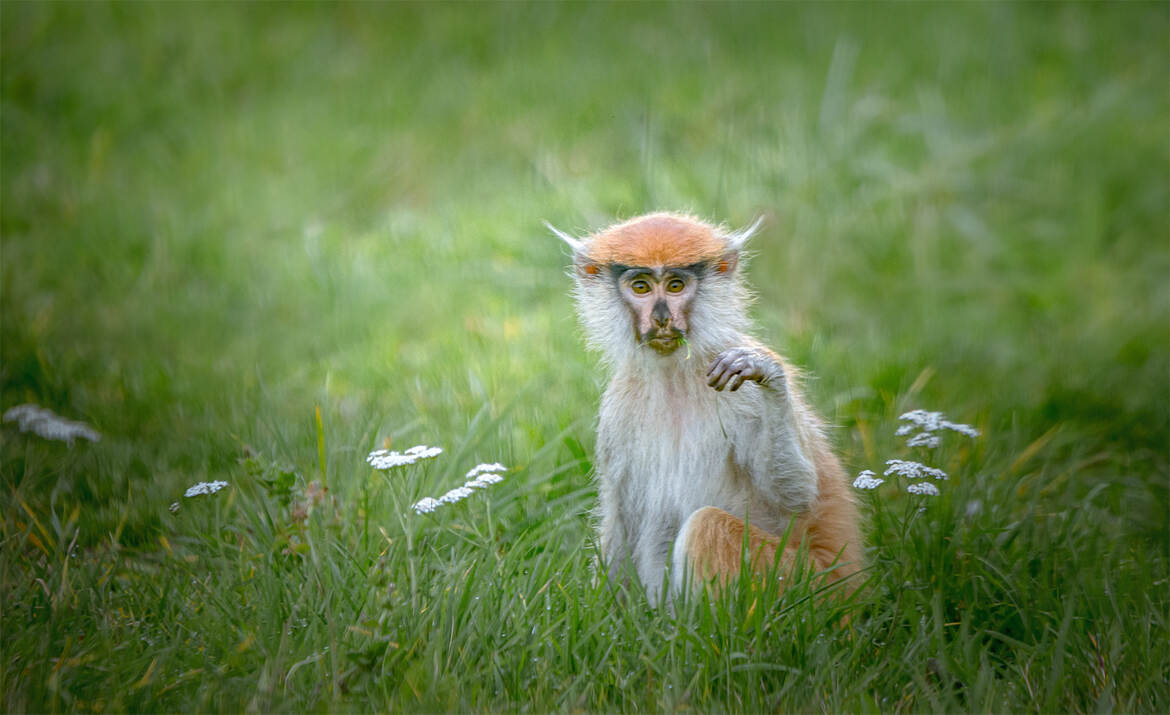 Tu viens jouer avec moi ?...