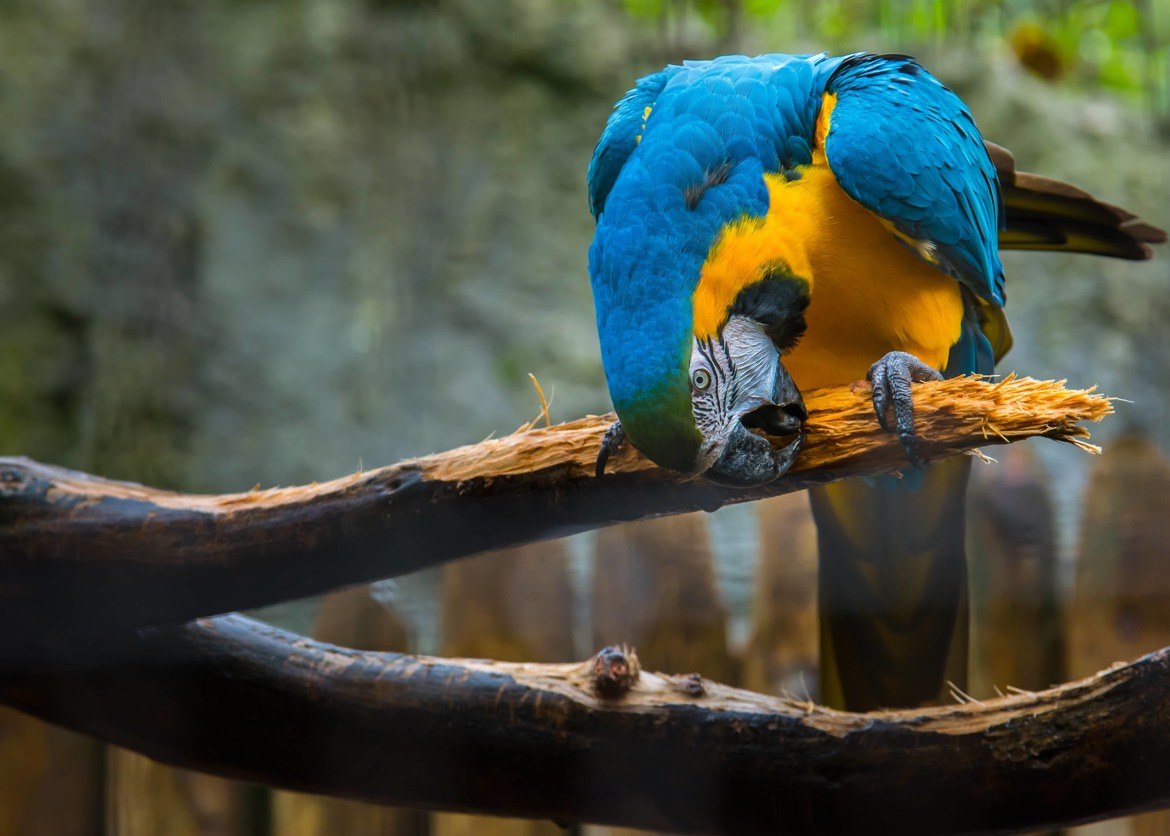 Ara bleu et jaune