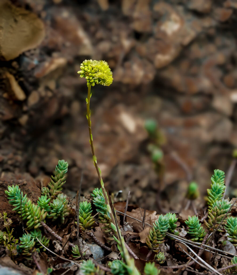 Jolie fleur dans la montagne.