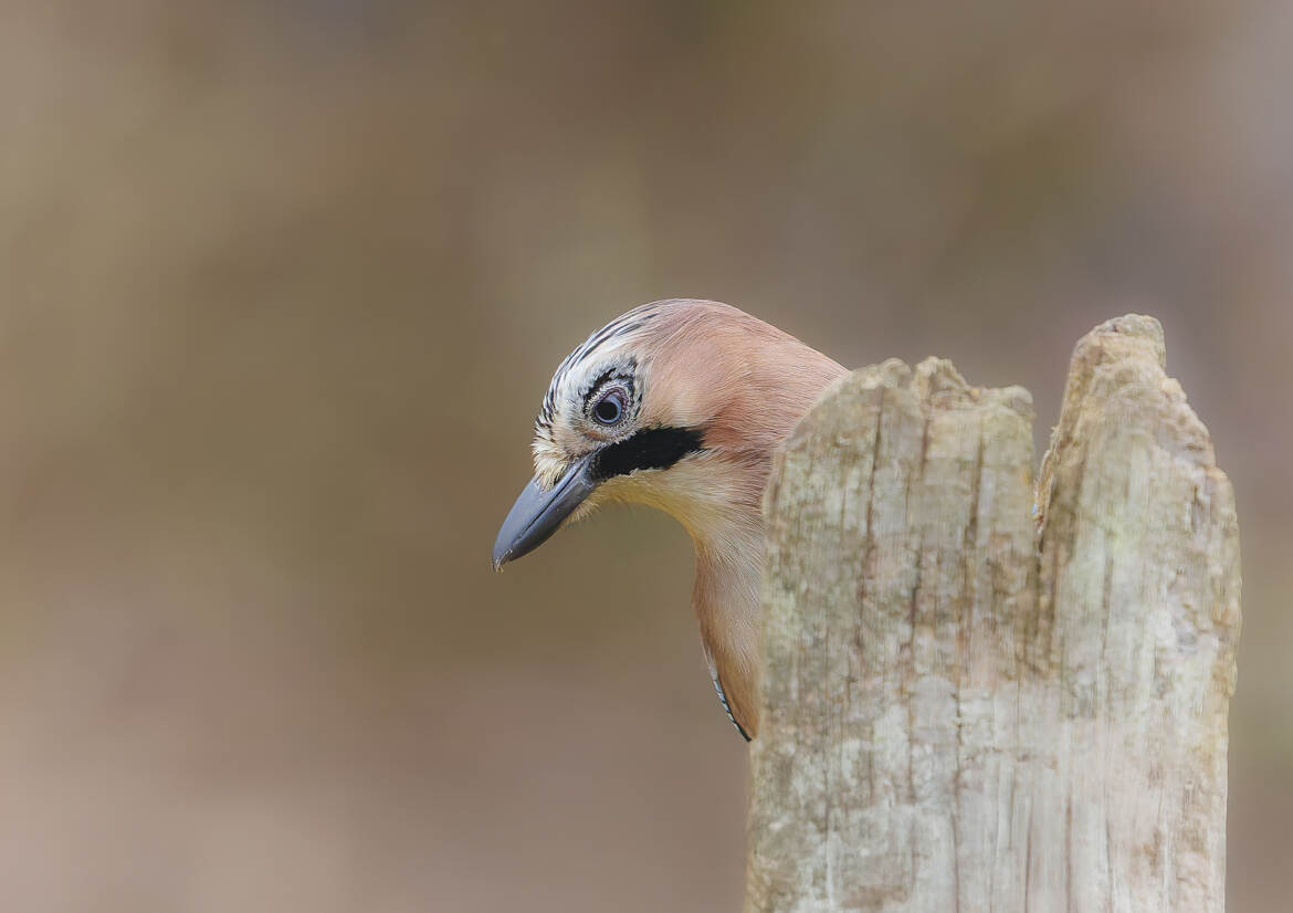 Le poseur prends des couleurs
