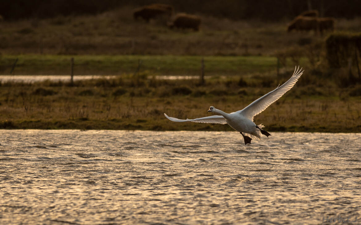 cygne .