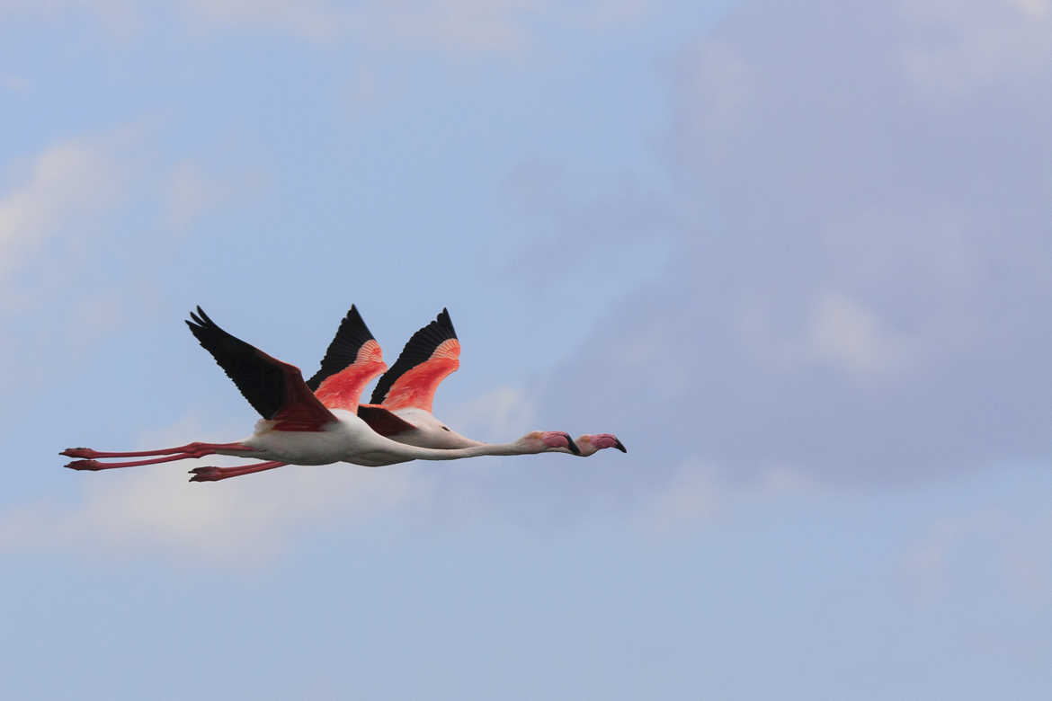 Flyng Flamingos