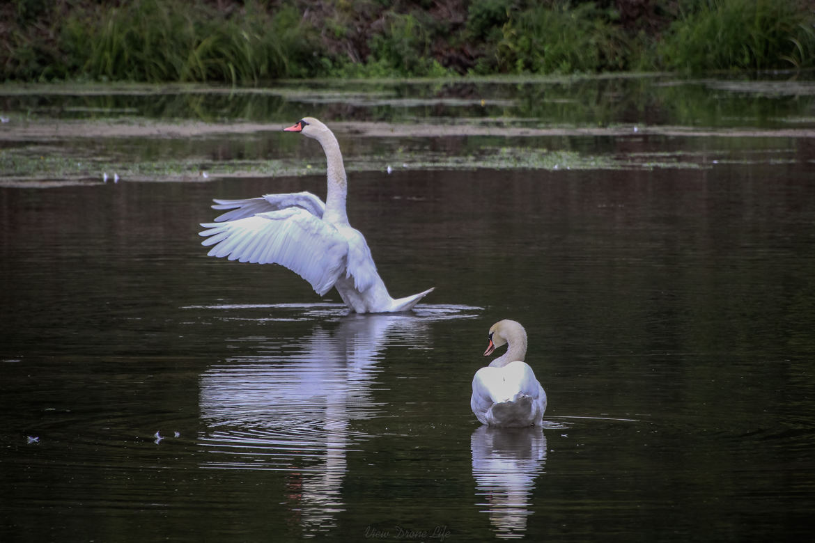 cygnes sur Chambord