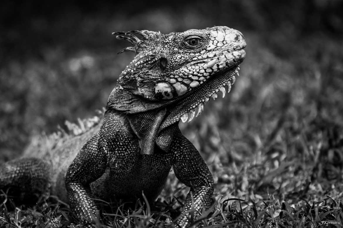 Concours Photo - Reptiles - Je t'ai vu par kermarec
