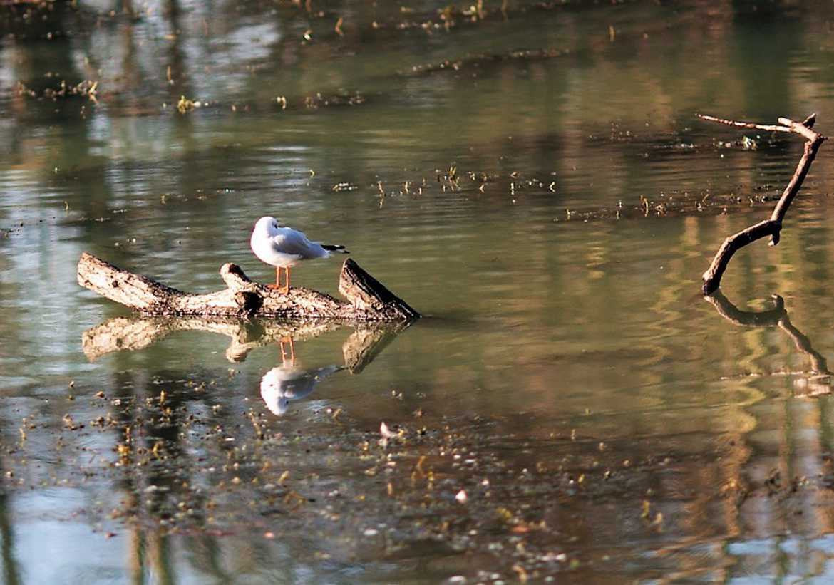 oiseau au repos