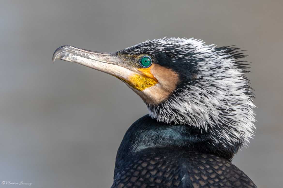 portrait cormoran