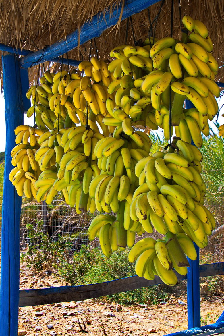 Destin de la banane