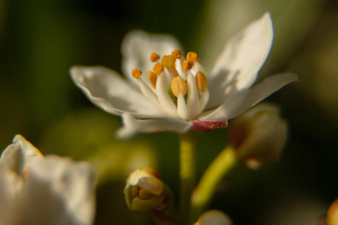 fleur d'oranger du Mexique