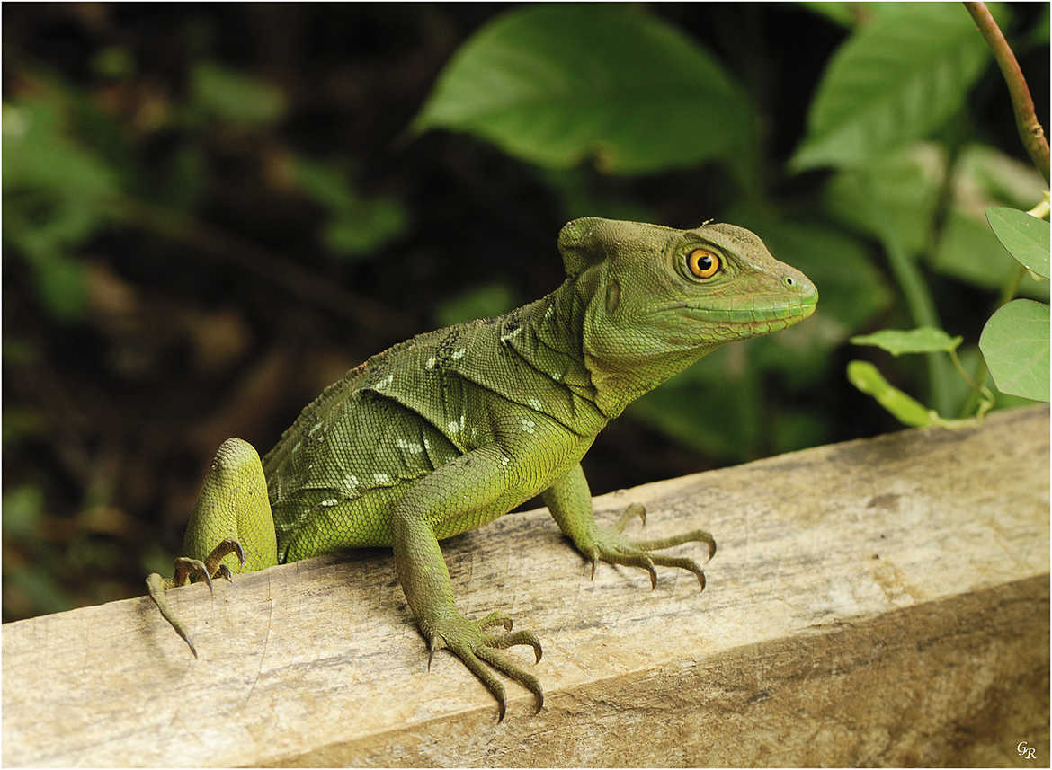 Concours Photo - Reptiles - green iguana par genevieve_3824