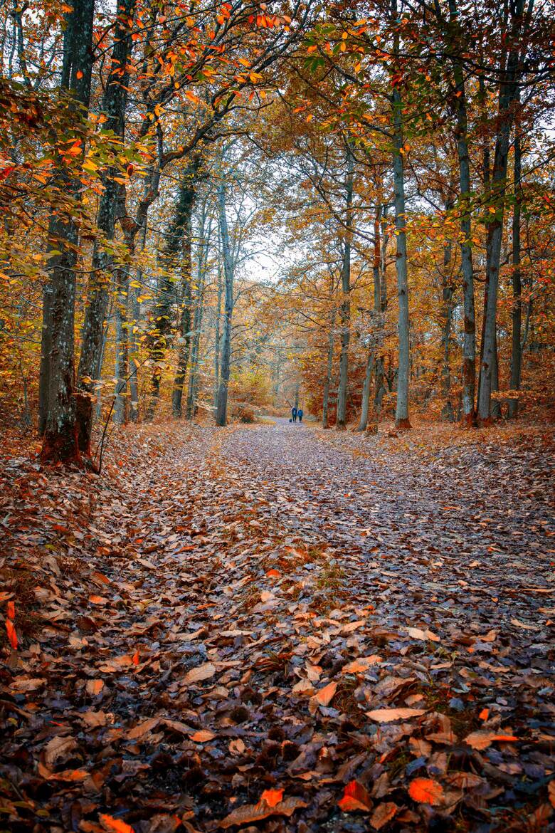 Promenade automnale