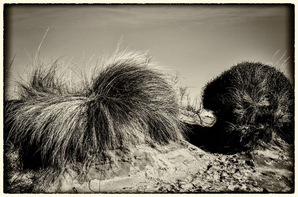 Camargue - entre terre et mer