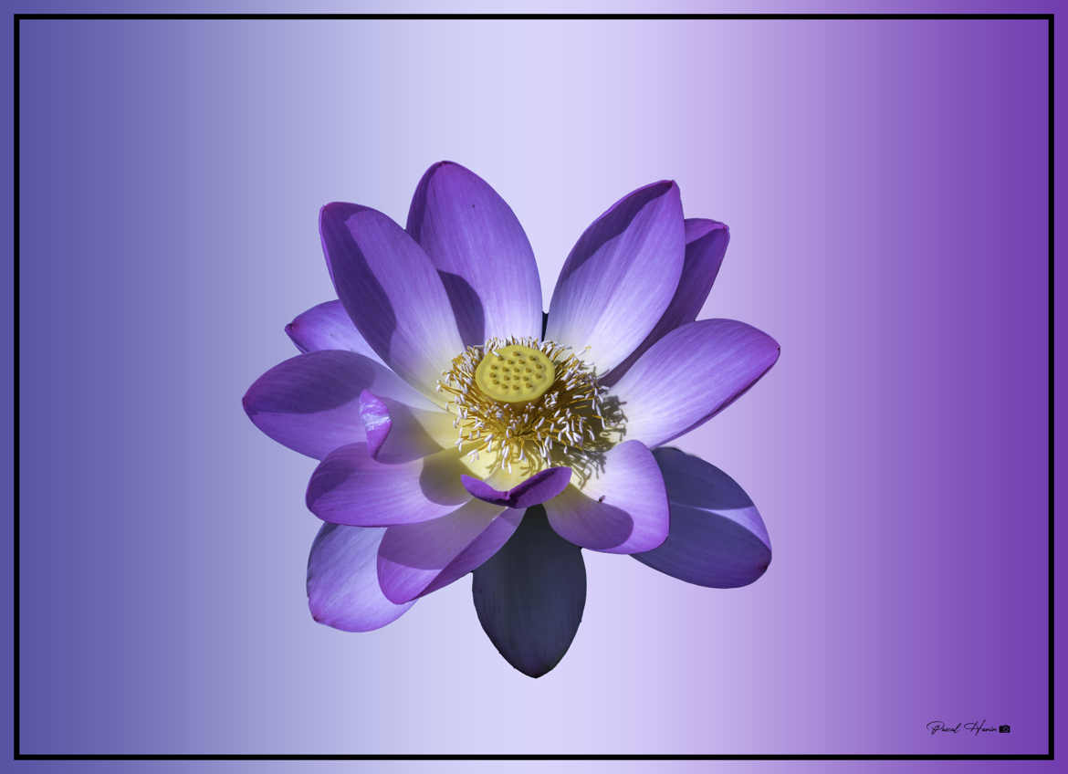 une simple fleur de lotus