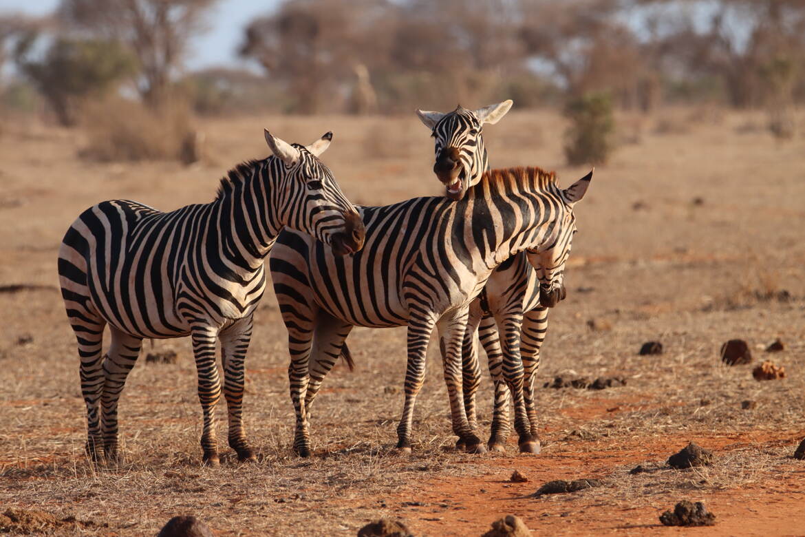 Le rire de la savane