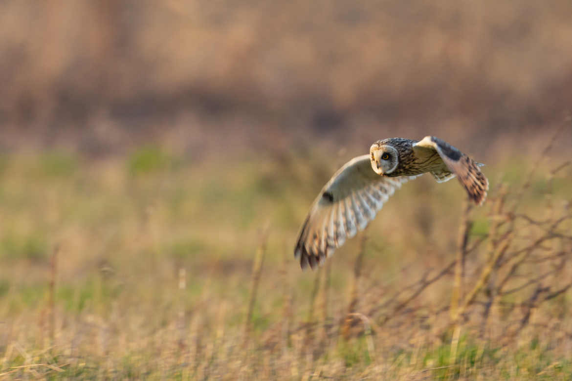 Hibou des marais