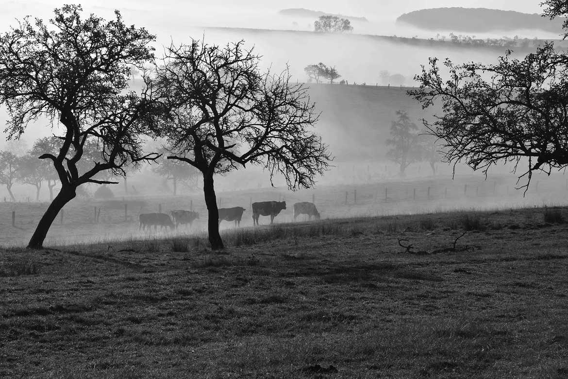 matin brumeux