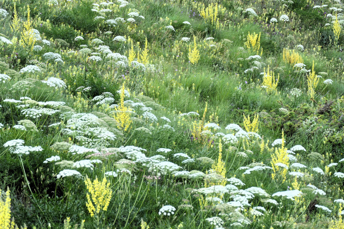 Symphonie florale (2)