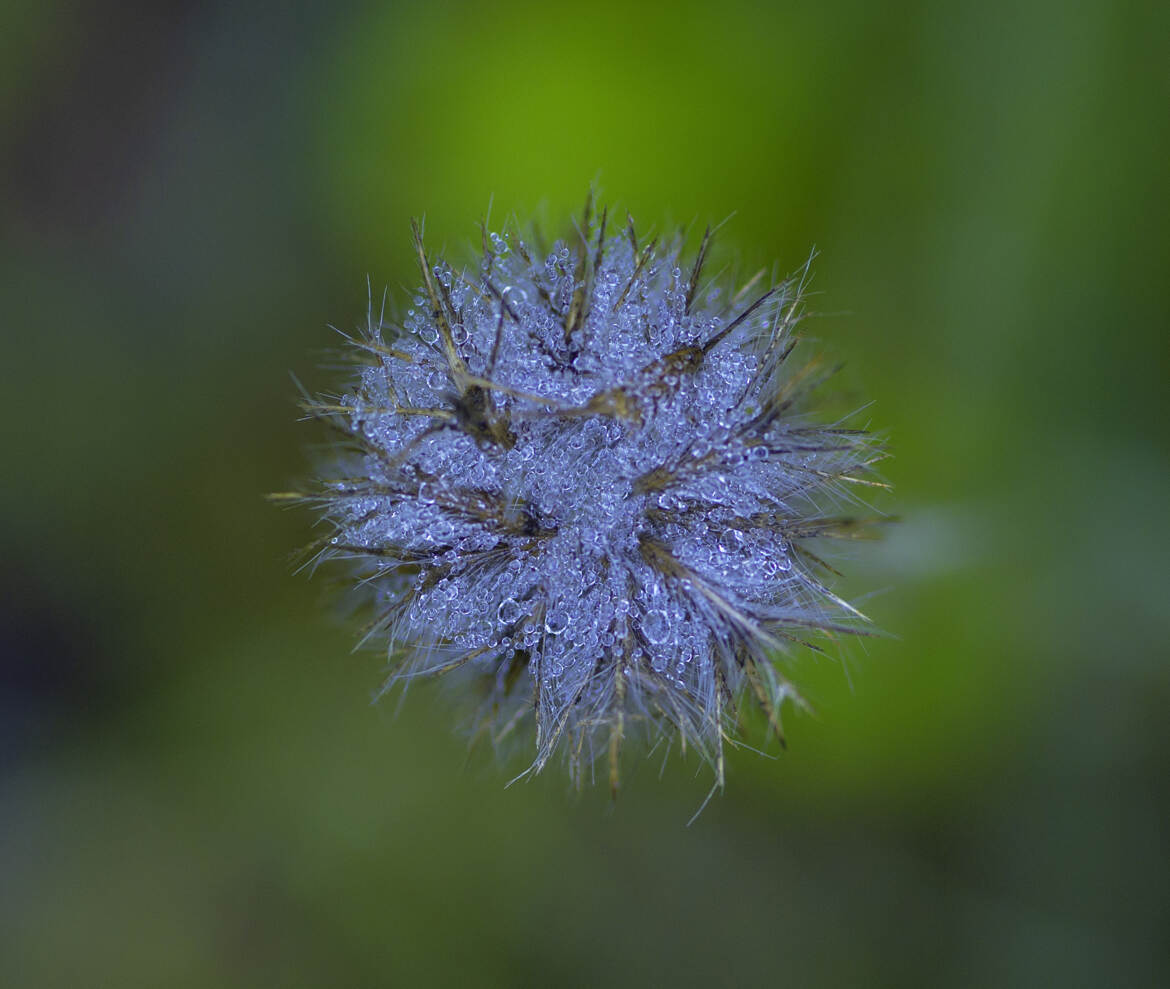 La Rosée du matin