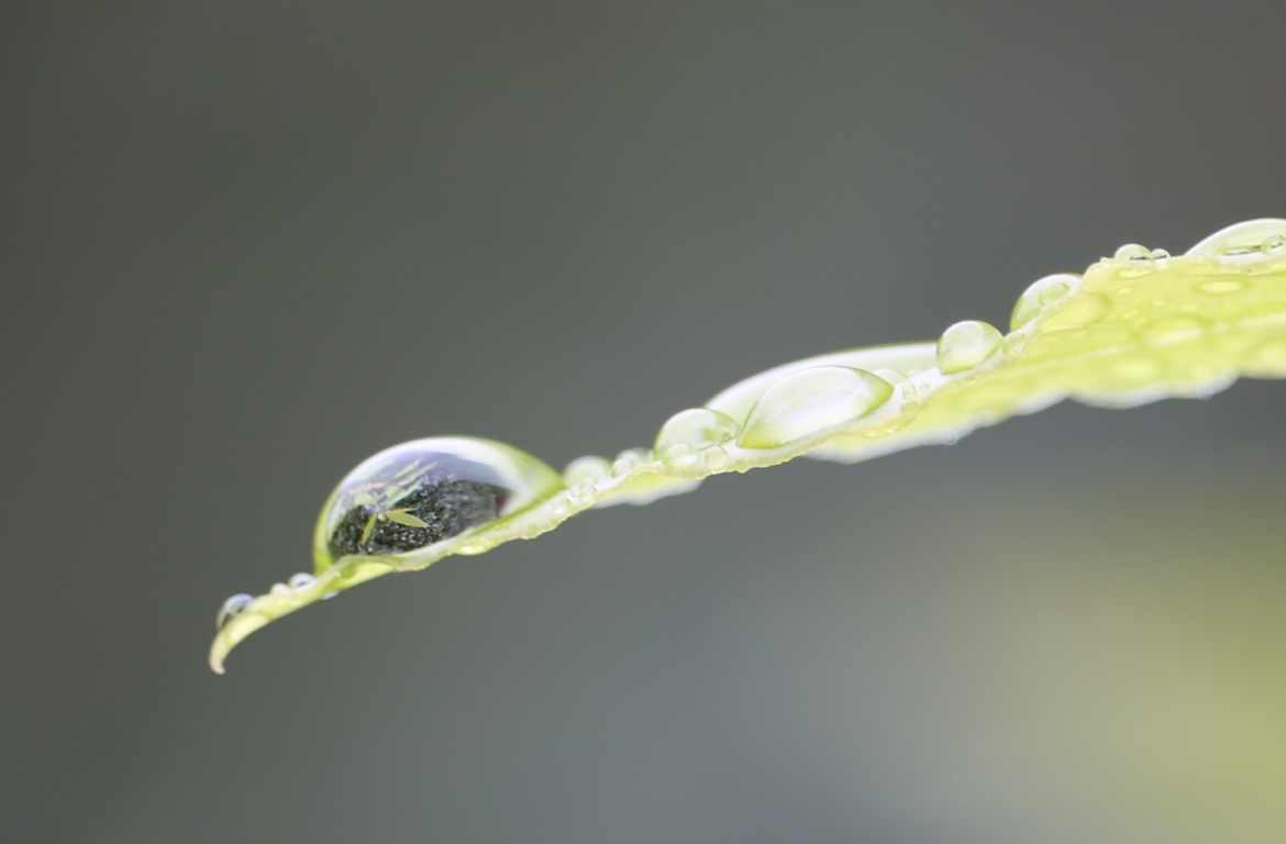 Un monde dans une goutte