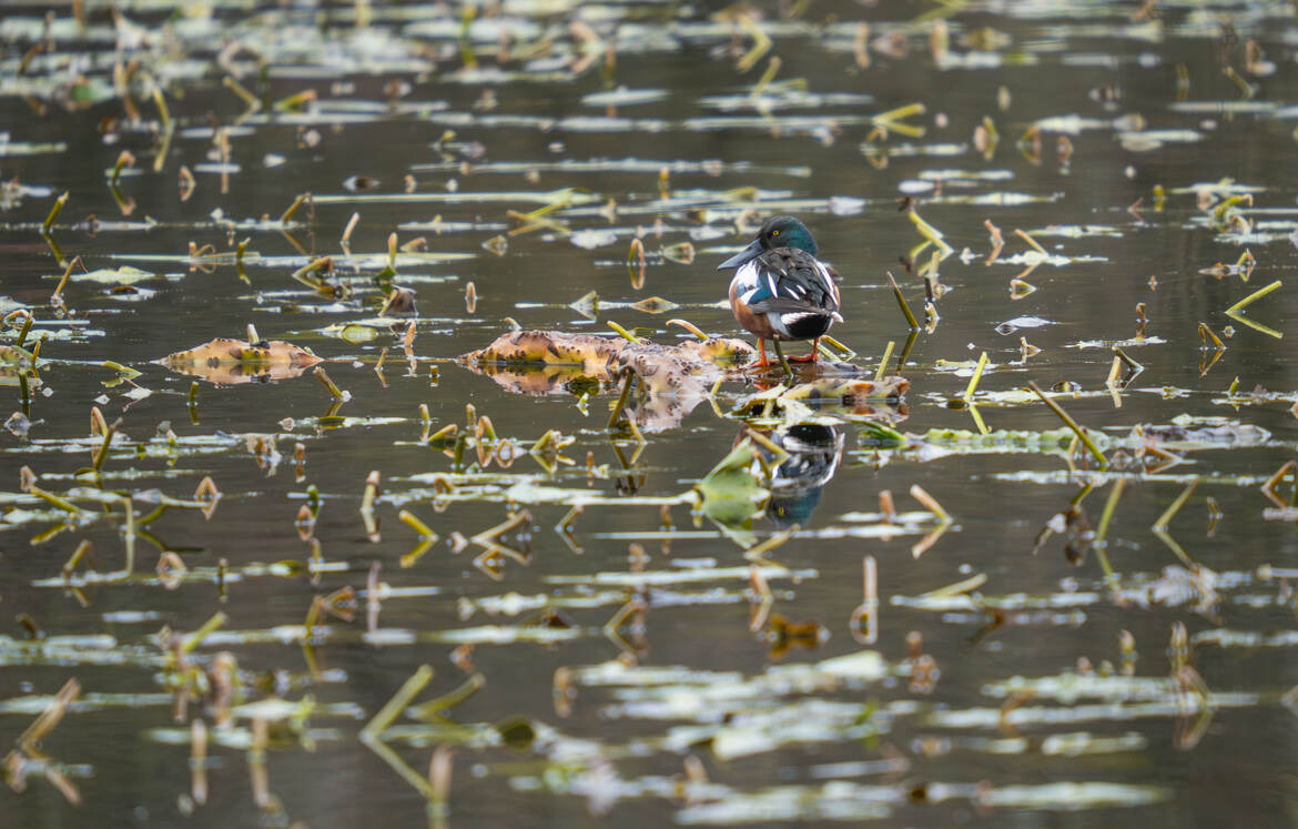 Canard souchet en décembre