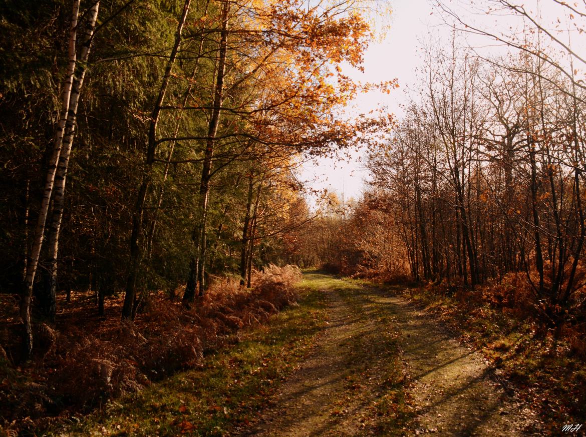 Couleurs d'automne