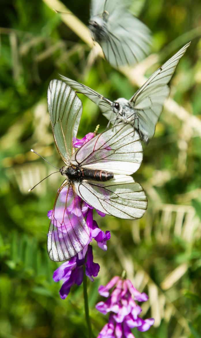 L'orchidée et les papillons