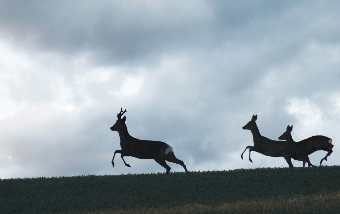 Chevreils à contre jour
