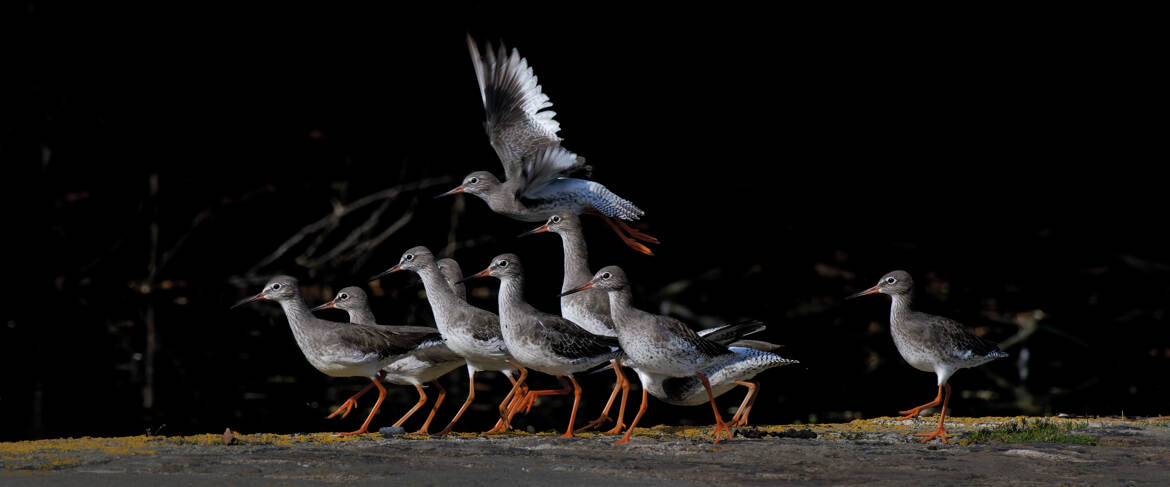 Envolée de chevaliers gambettes