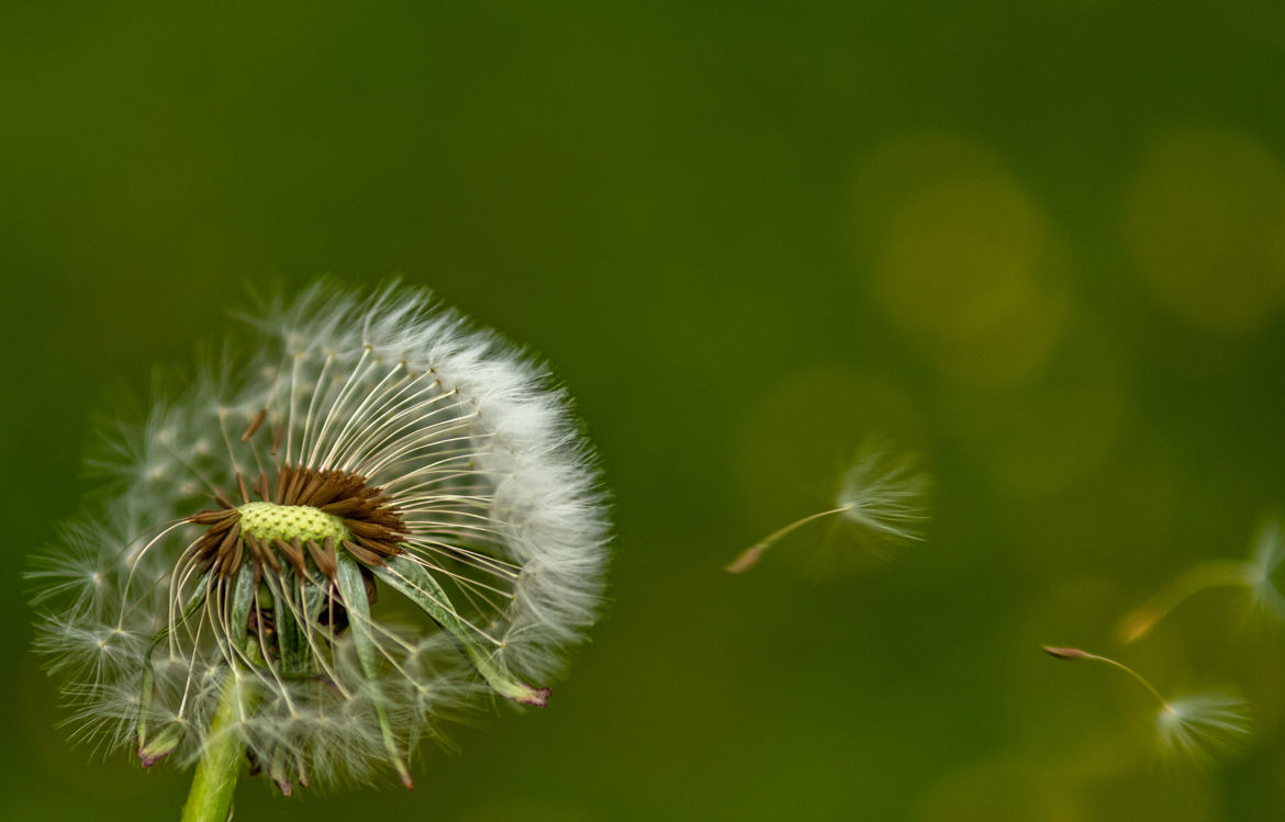 vole au vent