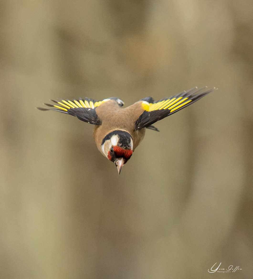 Le grand plongeon.