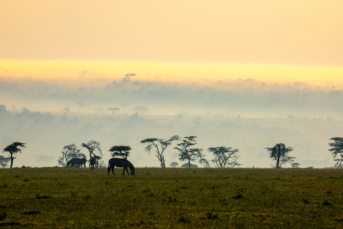 Brume matinale