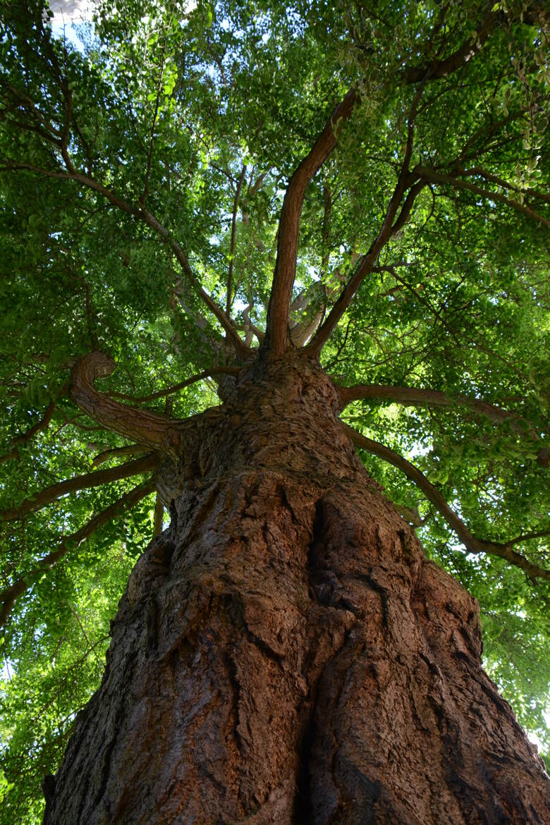 Ces Géants qui nous abritent