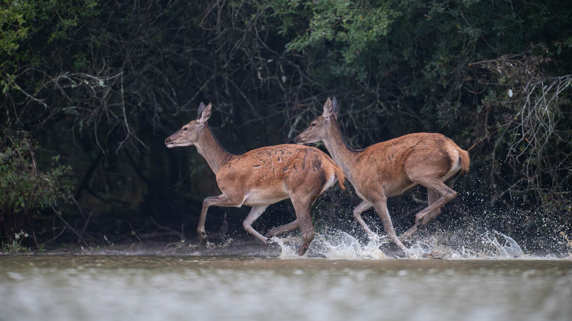 Au galop sur le bord de l'étang