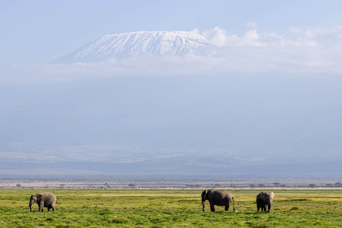 éléphants sous kili