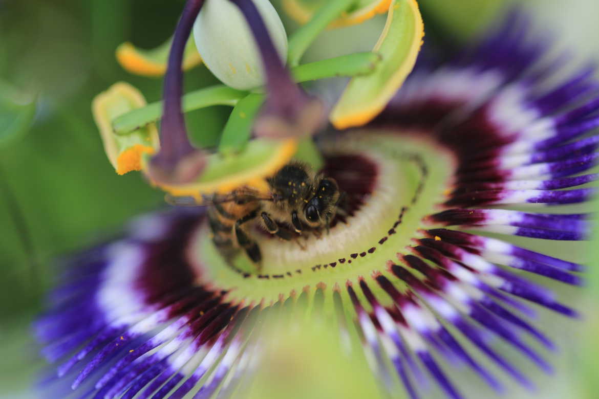 macro abeille